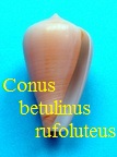 Conus betulinus rufoluteus, Bozzetti & Ferrario 2005