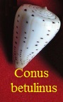 Conus betulinus, Linné 1758 (RKK 52)cleo