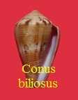 Conus biliosus, Röding 1798 (RKK 14)