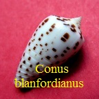 Conus blanfordianus, Crosse 1867