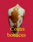 Conus boeticus, Reeve 1844