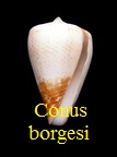 Conus borgesi, Trovao 1979