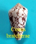 Conus (Darioconus) bratcherae, Petuch & Berschauer 2019