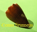 Conus brunneus, Wood 1828
