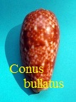 Conus bullatus, Linné 1758 (RKK 192)tex