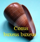 Conus buxeus buxeus, Röding 1798