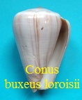 Conus buxeus loroisii, Kiener 1845