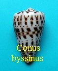 Conus byssinus, Roeding 1798