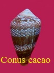 Conus cacao, Ferrario 1983