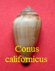 Conus californicus, Hinds in Reeve 1844