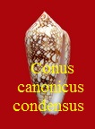 Conus canonicus f condensus, Sowerby II 1866