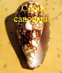 Conus canonicus, Hwass in Bruguière 1792 (RKK301)cyl