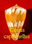 Conus capitanellus, Fulton 1938