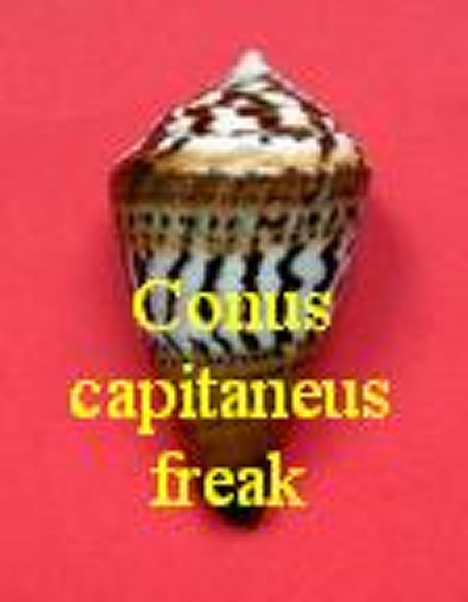 Conus capitaneus freak
