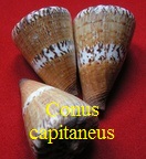 Conus capitaneus, Linné 1758 (RKK 93)rhi