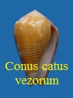 Conus catus f. vezorum, Bozzetti 2017