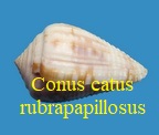 Catus rubrapapillosus 