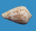 Catus rubrapapillosus 