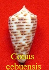 Conus cebuensis, Wils 1990