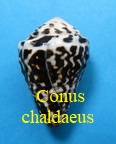 Conus chaldaeus, Roeding 1798 (RKK 29)Virr
