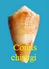 Conus chiangi, Azuma 1972