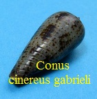 Conus cinereus gabrieli, Kiener 1846