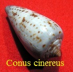 Conus cinereus, Hwass in Bruguière 1792 (RKK 76)pio