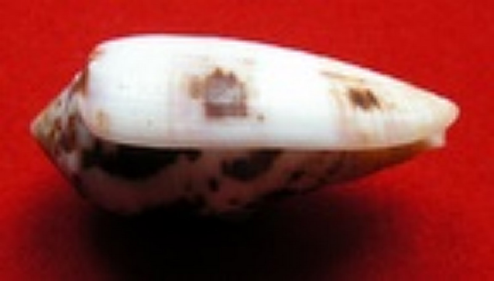 Conus circumcisus f. laevis  (Gmelin, 1791)