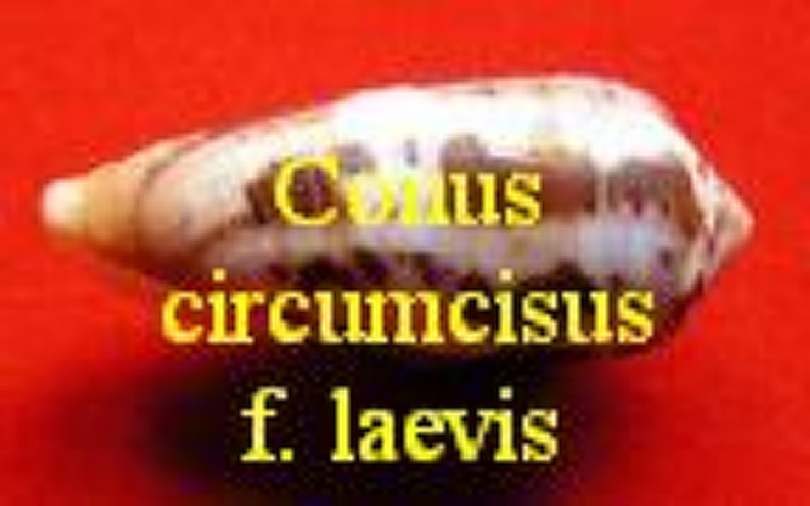 Conus circumcisus f. laevis  (Gmelin, 1791)