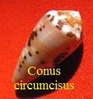 Conus circumcisus, Born 1778