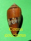 Conus coccineus, Gmelin 1791 (RKK 234)lep