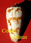 Conus collisus, Reeve 1849