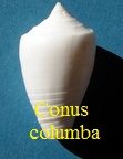 Conus columba, Hwass in Bruguière 1792