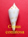 Conus comatosa, Pilsbry 1904 (RKK 264)Bathy