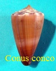 Conus conco, Puillandre & al. 2015