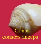 Conus consors anceps, Adams 1854