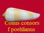 Conus consors f poehlianus, Sowerby III 1887