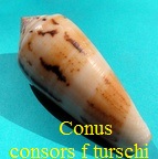 Conus consors f turschi, da Motta 1985