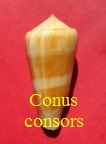 Conus consors, Sowerby I 1833 (RKK 80)pio