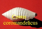 Conus coromandelicus, Smith 1894
