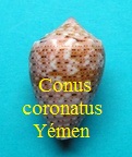 Conus coronatus yemen