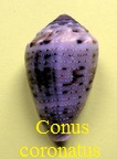 Conus coronatus, Gmelin 1791