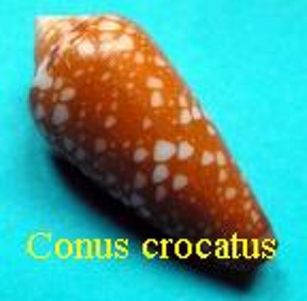 Conus crocatus, Lamarck 1810