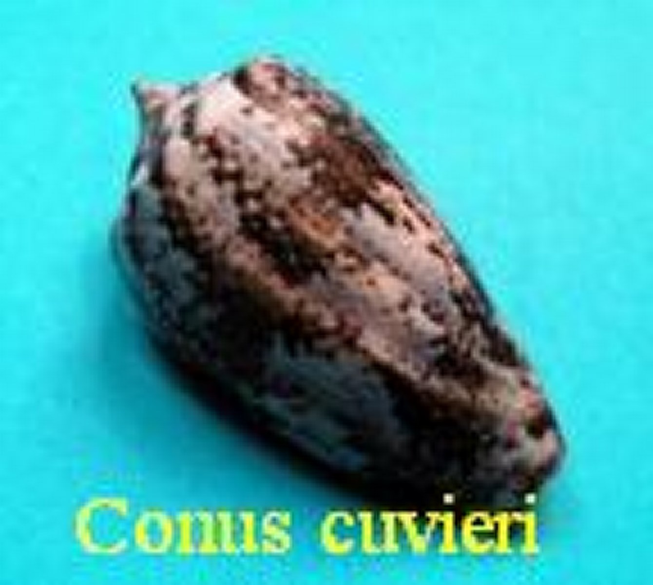 Conus cuvieri, Crosse 1858
