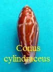 Conus cylindraceus, Broderip & Sowerby I 1830 (RKK231)