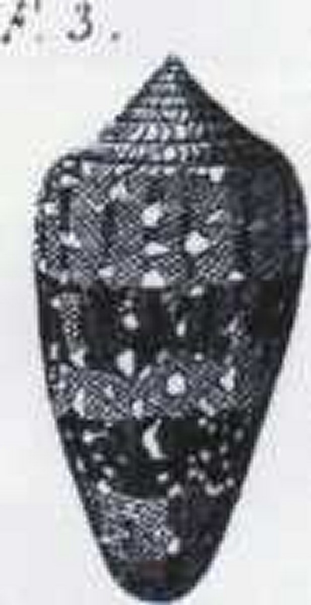 Conus abbas (Hwass in Bruguière, 1792)