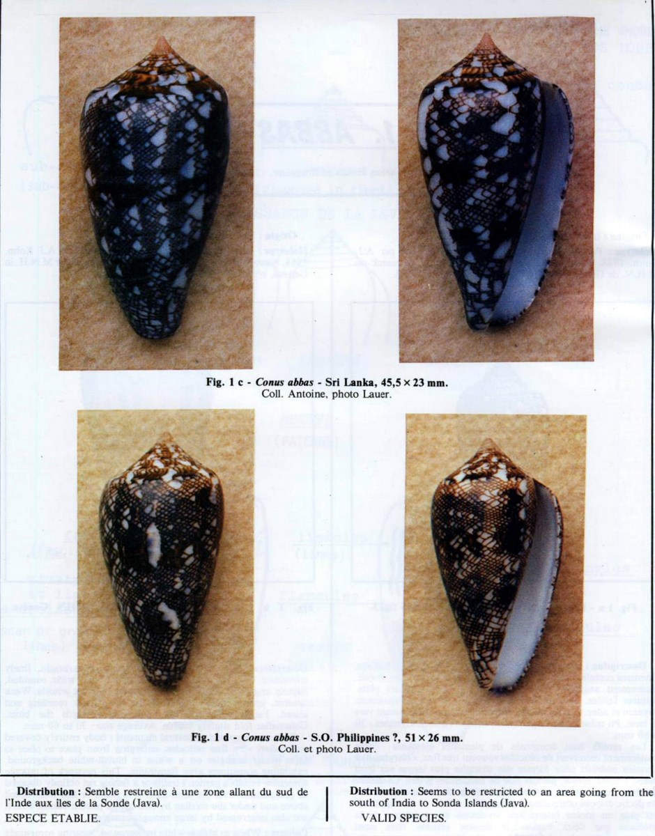 Conus abbas (Hwass in Bruguière, 1792)