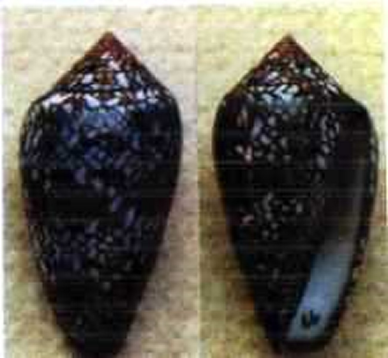 archi-2.jpg