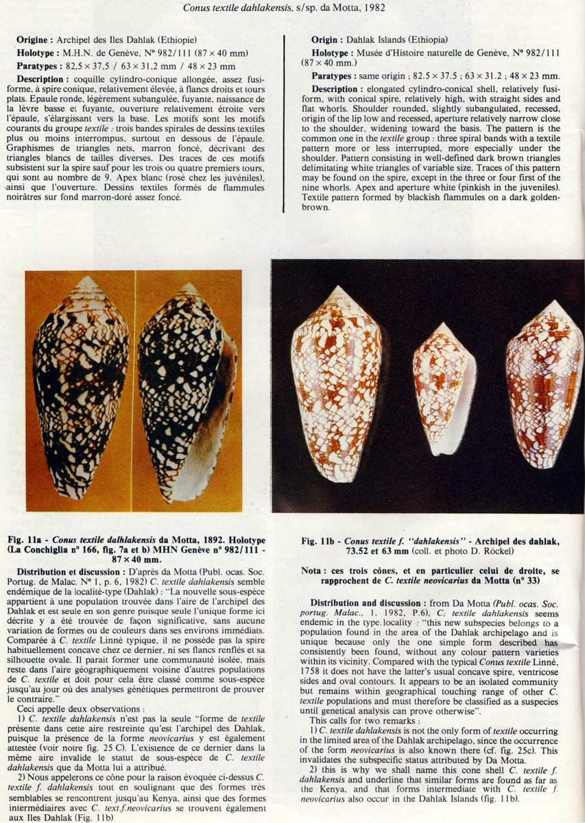 Conus (Cylinder) neovicarius da Motta, 1982 - Page 2 Conus%20dahlakensis_html_71c643c6