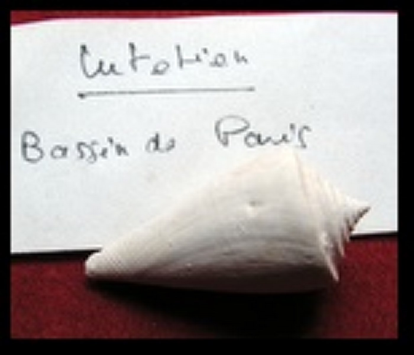 CONUS deperditus